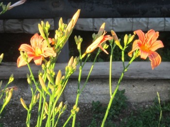 Декоративные садовые растения. - лилейник.jpg