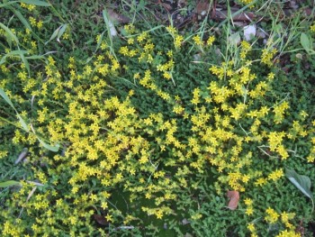 Декоративные садовые растения. - очиток.jpg