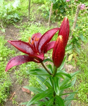 Декоративные садовые растения. - image.jpg