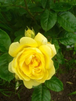 Декоративные садовые растения. - image.jpg