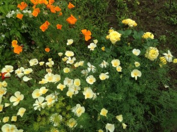 Эшольция , роза теряется среди нее))