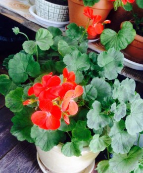 Декоративные садовые растения. - image.jpg