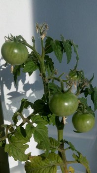 Огород на подоконнике - IMG_20170722_083221.jpg