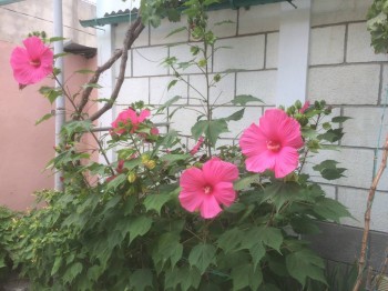 Цветник без хлопот. - IMG_0609.JPG