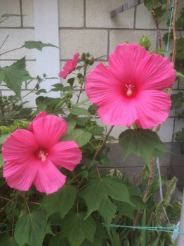 Цветник без хлопот. - IMG_0610.JPG