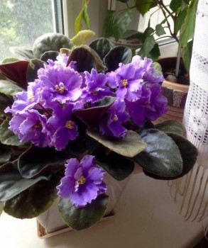 Мои комнатные растения. - image.jpg