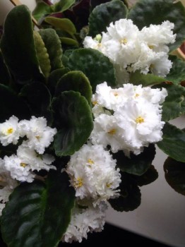 Мои комнатные растения. - image.jpg