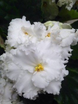 Мои комнатные растения. - image.jpg