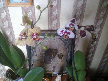 Мои комнатные растения. - Фото2650.jpg