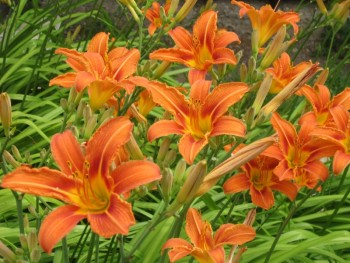 Цветник без хлопот. - лил.jpg