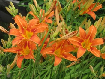 Цветник без хлопот. - лил3.jpg