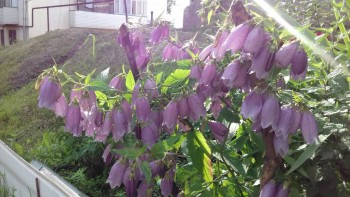 Цветник без хлопот. - 20170721_064243.jpg