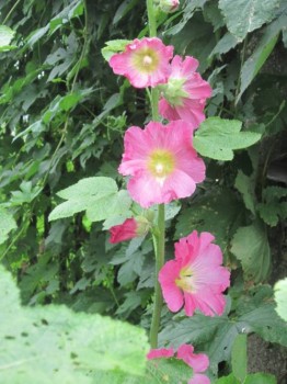 Цветник без хлопот. - м2.jpg