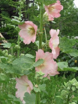 Цветник без хлопот. - м3.jpg