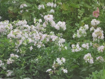 Цветник без хлопот. - мыл.jpg