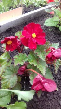 Бегония бахромчатая красная