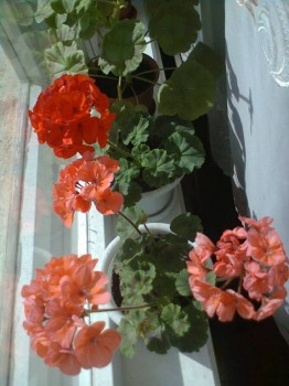 Мои комнатные растения. - Фото2818.jpg