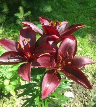 Цветник без хлопот. - image.jpg