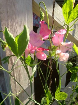 Цветник без хлопот. - image.jpg