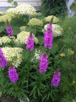 Цветник без хлопот. - image.jpg