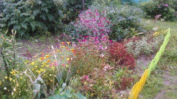 Цветник без хлопот. - DSC_0008.JPG