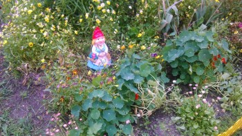 Цветник без хлопот. - DSC_0009.JPG