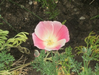 Цветник без хлопот. - эш.jpg