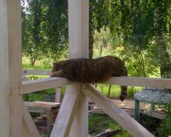 Кого из животных вы содержите? Фото приветствуется. - image.jpg