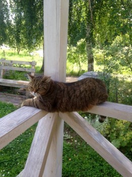 Кого из животных вы содержите? Фото приветствуется. - image.jpg