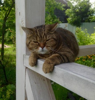 Кого из животных вы содержите? Фото приветствуется. - image.jpg