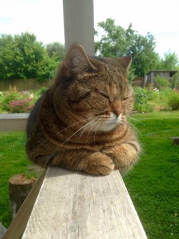 Кого из животных вы содержите? Фото приветствуется. - image.jpg