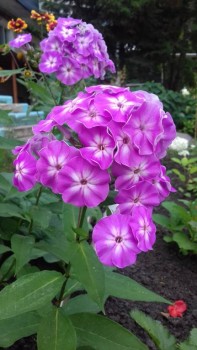 Флоксы многолетние. Радость жизни = Посадка и уход. - 20170730_104151.jpg