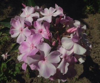 Флоксы многолетние. Радость жизни = Посадка и уход. - image.jpg