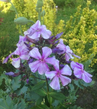 Флоксы многолетние. Радость жизни = Посадка и уход. - image.jpg