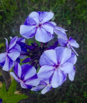 Флоксы многолетние. Радость жизни = Посадка и уход. - image.jpg