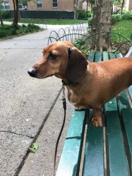 Кого из животных вы содержите? Фото приветствуется. - 19961409_1699795533382663_5526642862594337690_n.jpg