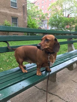 Кого из животных вы содержите? Фото приветствуется. - 19959300_1699796053382611_453139134243318731_n.jpg