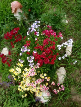 Немезия , фотала сверху.