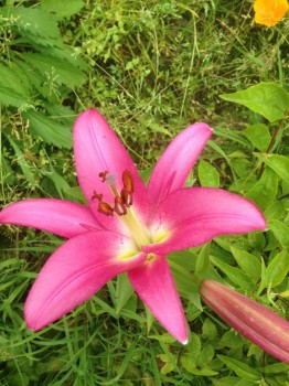 Цветник без хлопот. - image.jpg