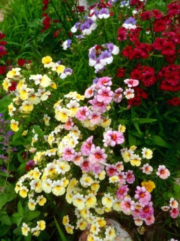 Немезия. Цветы небольшие, примерно как гвоздика