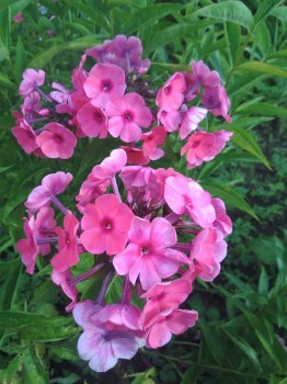 Более розоватый цвет. Камера искажает((