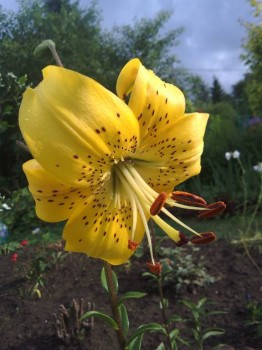 Декоративные садовые растения. - IMG_20170802_173838.jpg