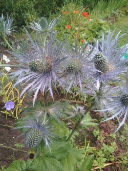 Синеголовик в цвету)) многолетний.