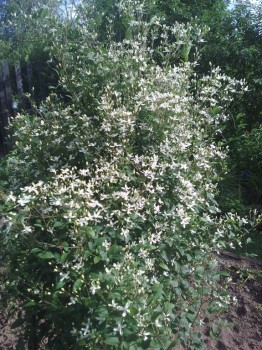 Кустовой клематис, многолетний, вечером аромат стоит! Мммм....