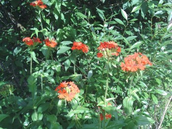 Лихнис. Или Зорька. Многолетний.