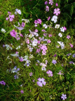 Вискария , очень благодарная и без проблемная! Цветет до сентября.