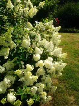 Гортензия метельчатая