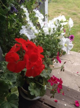 Декоративные садовые растения. - image.jpg