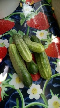 Прямо с грядки Наш урожай  - DSC_0022.JPG