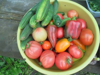 Прямо с грядки Наш урожай  - DSC03904.JPG